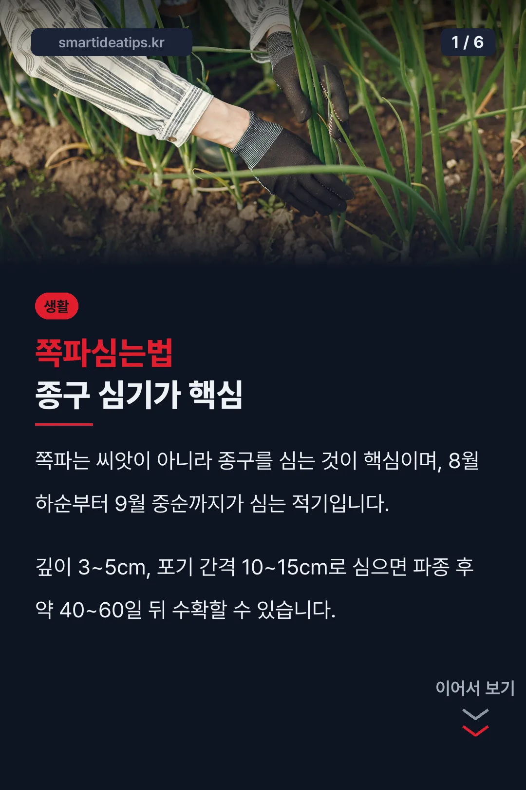 쪽파심는법 종구 심기가 핵심