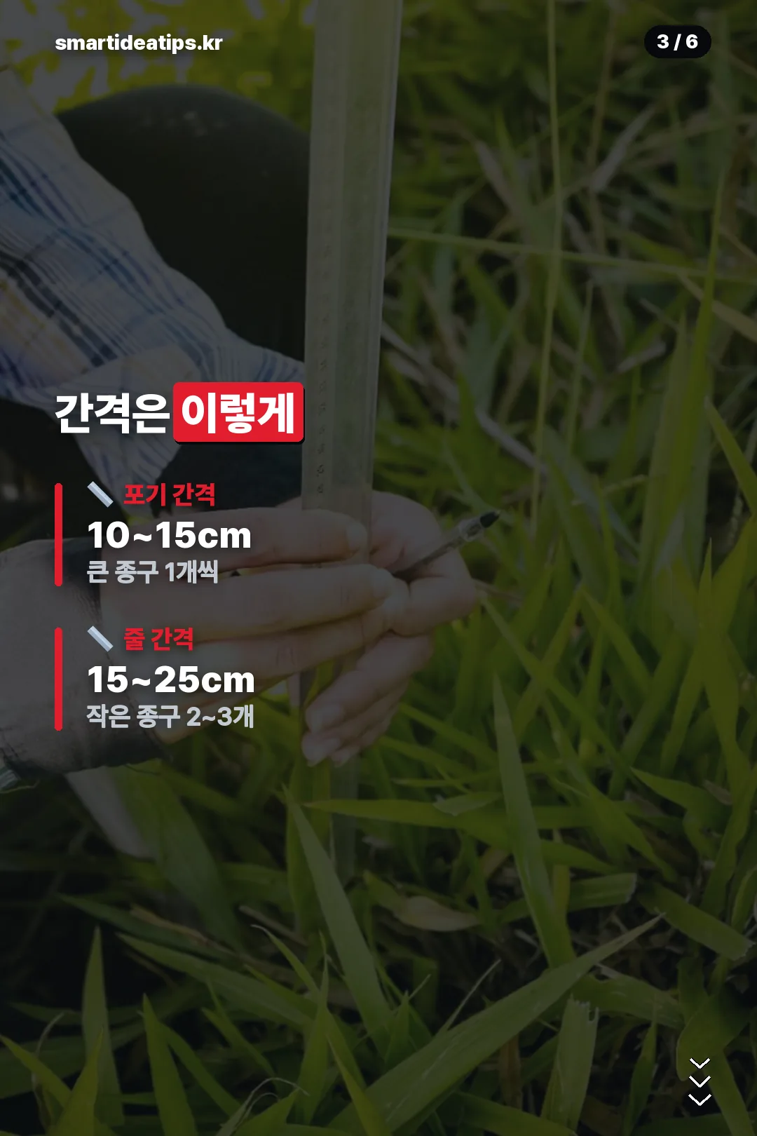 포기 줄 간격
