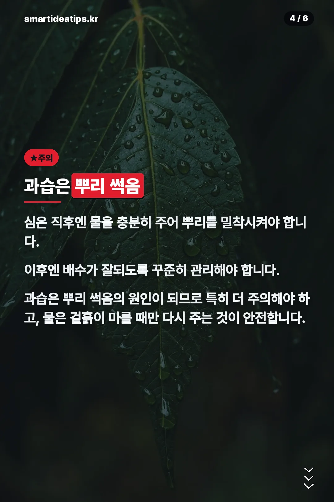 과습 주의사항