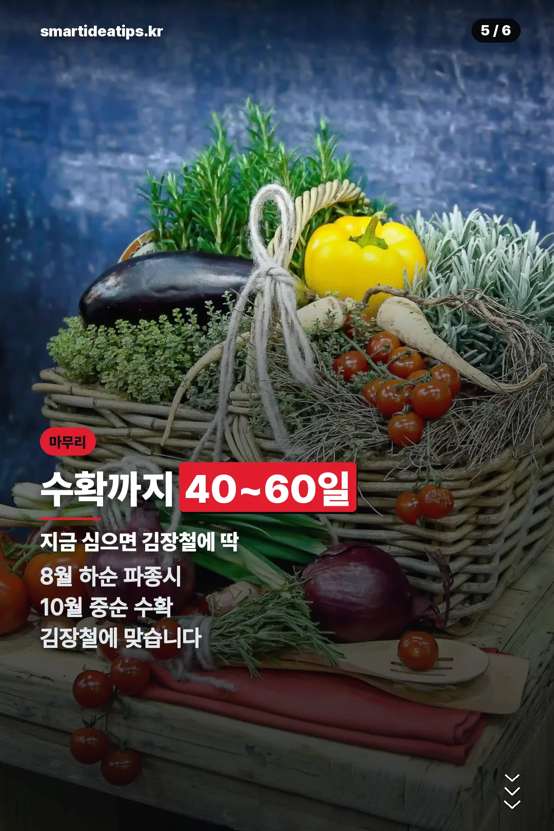 수확까지 걸리는 시간