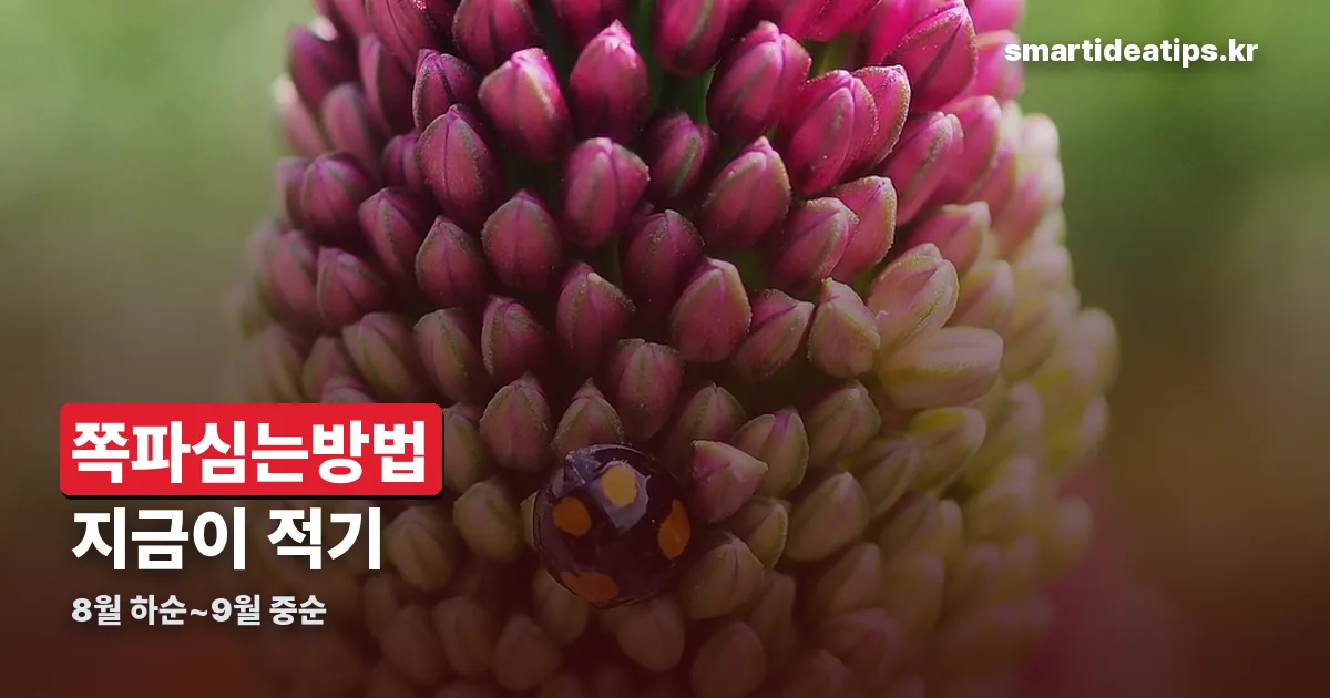 쪽파심는방법 정리 썸네일