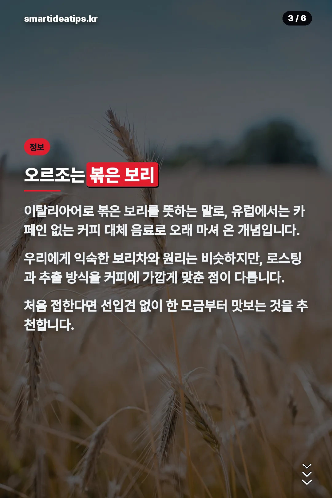 오르조 볶은 보리 설명